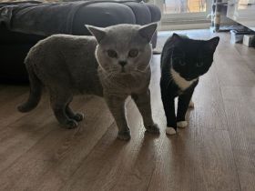 Wunderschöne Kitten (schwarz/rauch) – liebevoll aufgezogen – abzugeben 🐾❤️