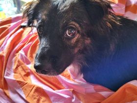 Josie, auf einer Pflegestelle in Hamburg