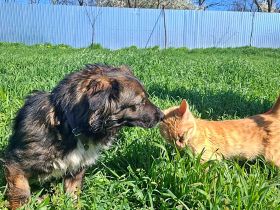 Josie, nett und freundlich