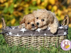 Knuddelige kleine Bologneser-Toypudel-Herzensbrecher