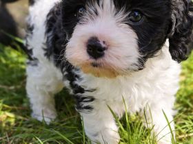 Cavapoo Welpe / Hündin / Familienhund