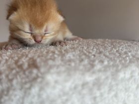 Bkh kitten golden black shaded