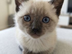 Reinrassige Siam-Kitten (Seal Point) – Verschmust & Zuckersüß!