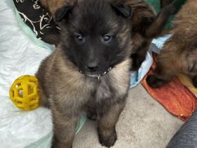 Tervueren Welpen von der Ruine Hohengenkingen