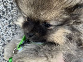 Wunderschönes Zwergspitz (Pomeranian) Mädchen