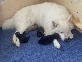 C-Wurf von den Schwanenspitzen