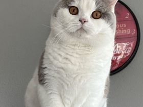 Felix vom Haus am Ring lilac-weiß