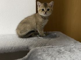 Britische kurzhaar Kitten