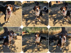 Kaami ist ein freundlicher, sanfter Jagdhund Mix, der die Nähe zum Menschen sehr genießt.