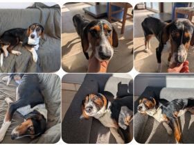 Kaami ist ein freundlicher, sanfter Jagdhund Mix, der die Nähe zum Menschen sehr genießt.