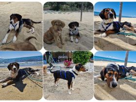 Kaami ist ein freundlicher, sanfter Jagdhund Mix, der die Nähe zum Menschen sehr genießt.