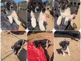 Bowie – fröhlicher kleiner Entdecker