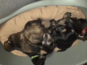 Wunderschöne Dackel-Yorkshire-Mix Welpen