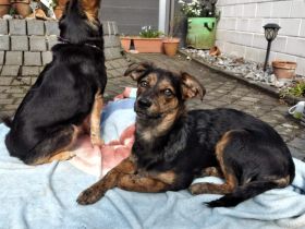 Amy sucht ein freies Körbchen