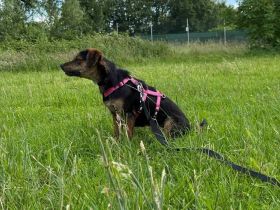 Amy sucht ein freies Körbchen
