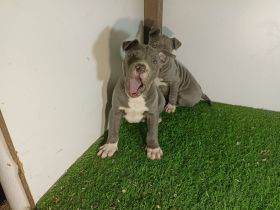 American Staffordshire terrier