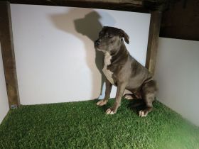 American Staffordshire terrier