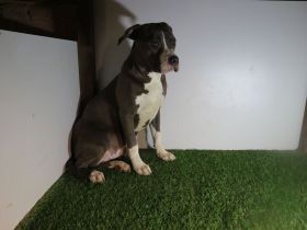 American Staffordshire terrier