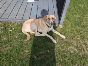 Zuhause gesucht für Nele