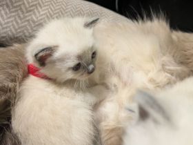 Zauberhafte Birma Siam  Kitten Zwei Kitten sind bereits reserviert 🥰
