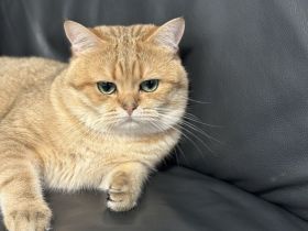 BKH Deckkater Toffee