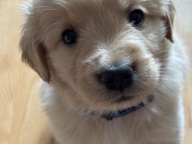 Wunderschöne Goldendoodle Welpen suchen zuhaus