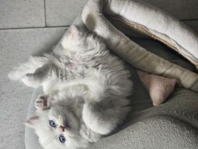 3 bkh kitten dürfen demnächst umziehen