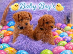 Zuckersüße Toypudel / Zwergpudel Welpen suchen ein liebevolles Zuhause. Seltenheit in red-brown!