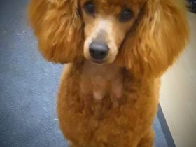 Deckrüde Mittel/Klein Pudel