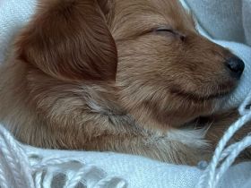 Hallo, ich bin Sanny (Spitz x Zwergpinscher)