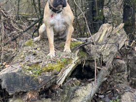 Wurfankündigung altervative Bulldoggen