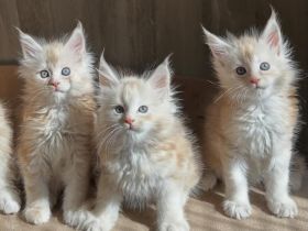 Typische Maine-Coon-Kätzchen, geimpft und gechippt