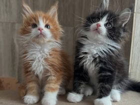 Entzückende Maine-Coon-Kätzchen suchen ein neues Zuhause
