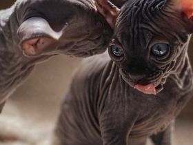 Devynx Kitten – Sphynx × Devon Rex