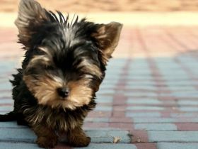Yorkshire Terrier Mini