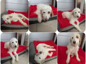 Valentina – eine sanfte Hündin, die Menschen sehr liebt