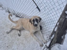 Stattlicher Rüde Harry Pawter mit sanftem Gemüt