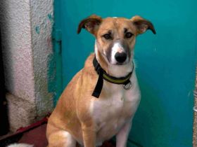 Aktive und sportliche Ellie sucht liebevolle Familie