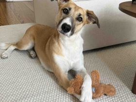 Aktive und sportliche Ellie sucht liebevolle Familie