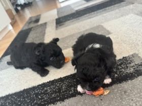 PUDEL- Chihuahua MIX WELPEN, genannt Chipoo