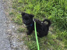 PUDEL- Chihuahua MIX WELPEN, genannt Chipoo