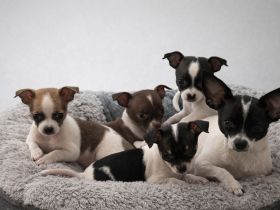 Wunderschöne Chihuahua-Welpen – liebevoll aufgezogen, auf der Suche nach ihrem zukünftigen Zuhause