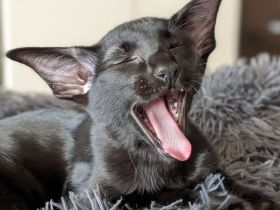 Orientalisch Kurzhaar Mix