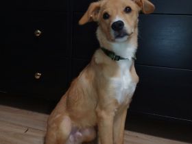 Mischlings-Rüde Copper