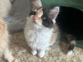 Maine Coon/ Sibirische Waldkatze