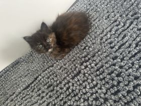 Maine Coon/ Sibirische Waldkatze