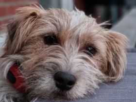 Reinrassige Jack Russell Terrier Welpen