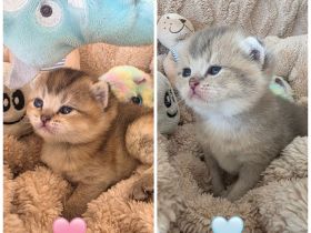 BKH Kitten suchen neue Familie