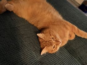 EKH Kitten männlich rot