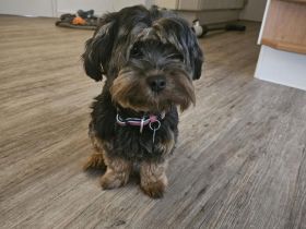 Biewer Morkie Welpen